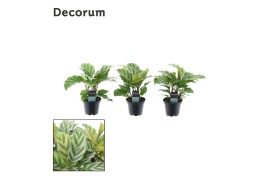 Calathea freddie decorum