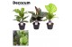 Calathea mix decorum 