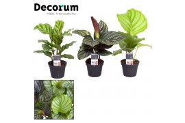 Calathea mix decorum