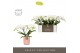 Phalaenopsis wit Tablo Champagne 2 spike in Molise Salmon Aquo 25 bl.  