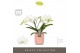 Phalaenopsis wit Tablo Champagne 2 spike in Molise Salmon Aquo 25 bl.  