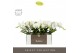 Phalaenopsis wit Tablo Champagne 2 spike in Molise Salmon Aquo 25 bl.  