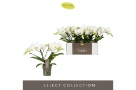 Phalaenopsis wit Tablo Champagne 2 spike 25 bl. 2 tak/plnt