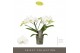 Phalaenopsis wit Tablo Champagne 2 spike 25 bl. 2 tak/plnt 