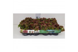 Sedum Coral reef