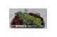 Sedum 4 soorten per tray 