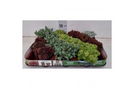 Sedum 4 soorten per tray