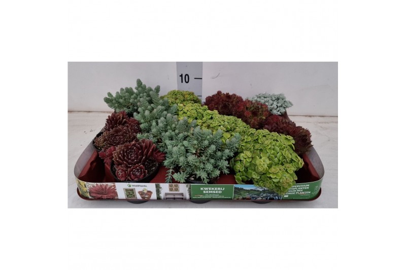 Sedum 4 soorten per tray 