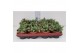Sedum Sexangulare 