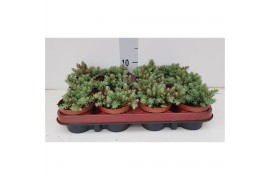 Sedum Sexangulare