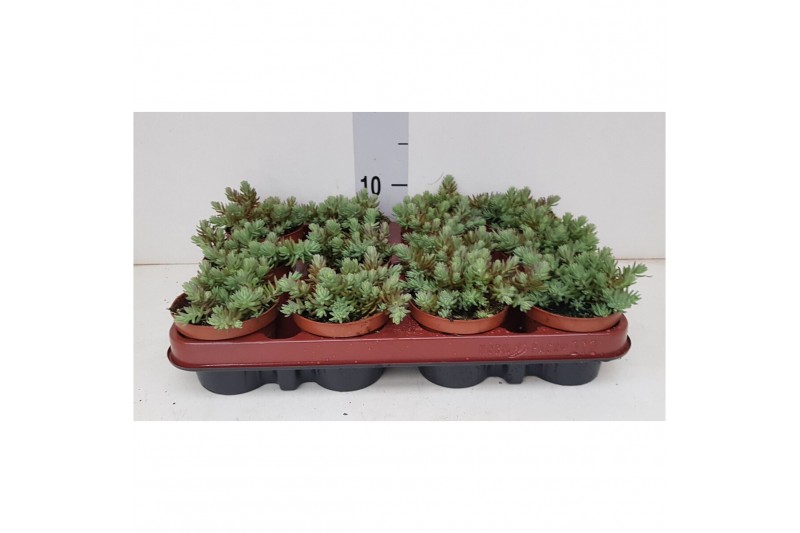 Sedum Sexangulare 