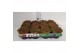 Sedum album murale 