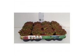 Sedum album murale