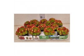 Sempervivum Guiseppii"