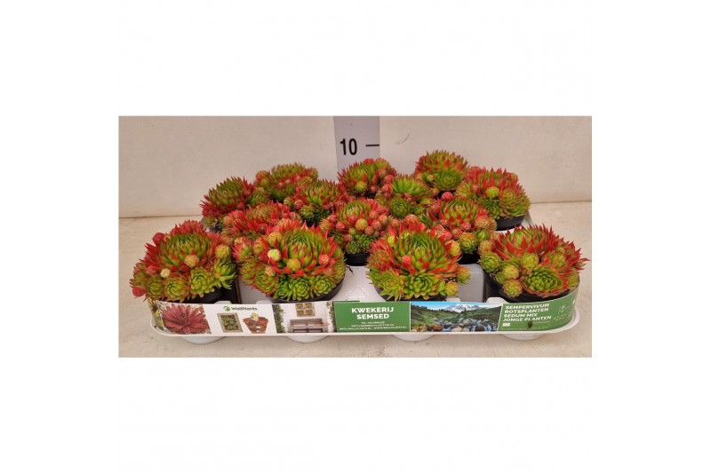 Sempervivum Guiseppii" 