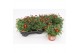 Margriet frutescens red 15 cm diameter,rood 