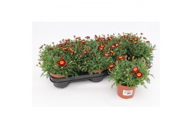 Margriet frutescens red 15 cm diameter,rood