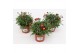 Margriet frutescens red 15 cm diameter,rood 
