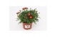 Margriet frutescens red 15 cm diameter,rood 