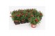Margriet frutescens red 15 cm diameter,rood 