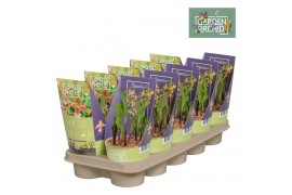 Epipactis overig Epipactus  12 cm met potcover,4 tak/plnt,diverse kleu