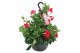 Mandevilla sundaville red Hangpot - Rood 