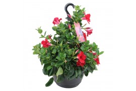 Mandevilla sundaville red Hangpot - Rood