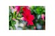 Mandevilla sundaville red Hangpot - Rood 