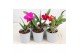 Cattleya Cattleya 1 knop paars 1 bl. 1 tak/plnt 