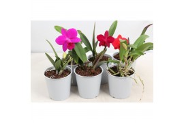 Cattleya Cattleya 1 knop paars 1 bl. 1 tak/plnt