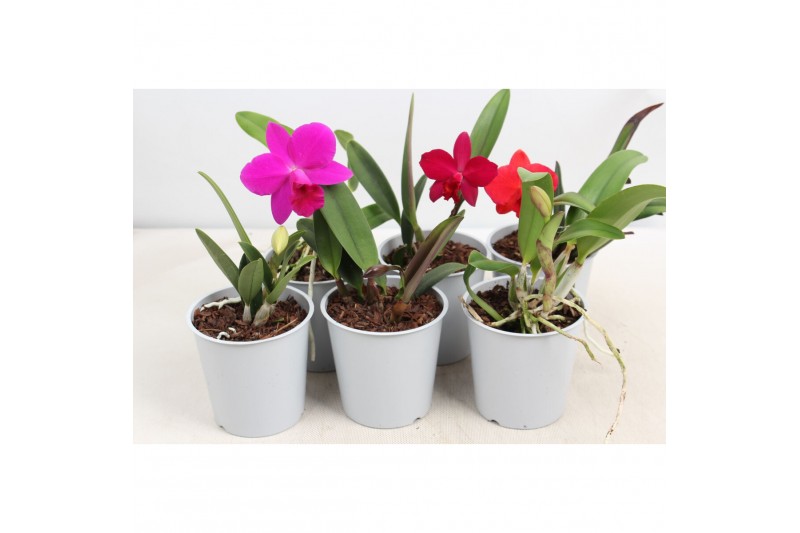 Cattleya Cattleya 1 knop paars 1 bl. 1 tak/plnt Cattleya Cattleya 1 knop paars 1 bl. 1 tak/plnt