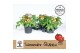 Solanum lycopersicum tomaat Farmzy® Summer Queen, tomato plant 