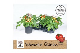 Solanum lycopersicum tomaat Farmzy® Summer Queen, tomato plant