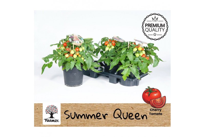 Solanum lycopersicum tomaat Farmzy® Summer Queen, tomato plant 