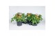 Solanum lycopersicum tomaat Farmzy® Summer Queen, tomato plant 