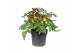 Solanum lycopersicum tomaat Farmzy® Summer Queen, tomato plant 
