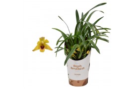 Orchidee maxillaria