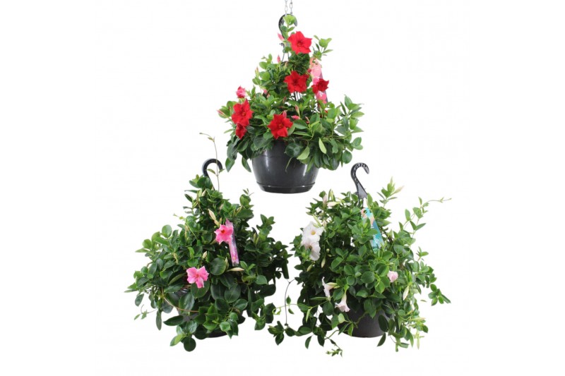 Mandevilla sundaville mixkar Hangpot - Mix 