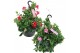 Mandevilla sundaville mixkar Hangpot - Mix Rood & roze 