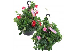 Mandevilla sundaville mixkar Hangpot - Mix Rood & roze