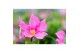 Mandevilla sundaville mixkar Hangpot - Mix Rood & roze 