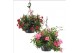 Mandevilla sundaville mixkar Hangpot - Mix Rood & roze 