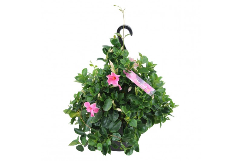 Mandevilla diamantina opale fuchsia flammé Hangpot - Roze 
