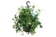 Mandevilla sundaville white Hangpot - Wit 