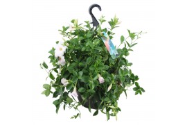 Mandevilla sundaville white Hangpot - Wit