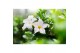Mandevilla sundaville white Hangpot - Wit 
