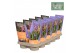Calanthe garden orchids met potcover 