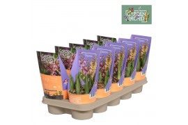 Calanthe garden orchids met potcover