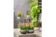 Calanthe garden orchids met potcover 