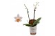 Phalaenopsis minimark 2 tak 